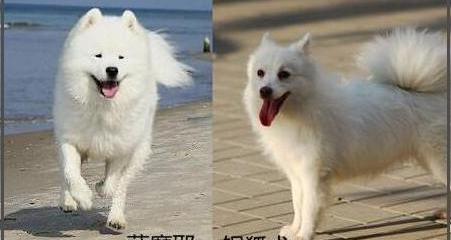 银狐犬与萨摩耶的区别？ 银狐犬与萨摩耶区别
