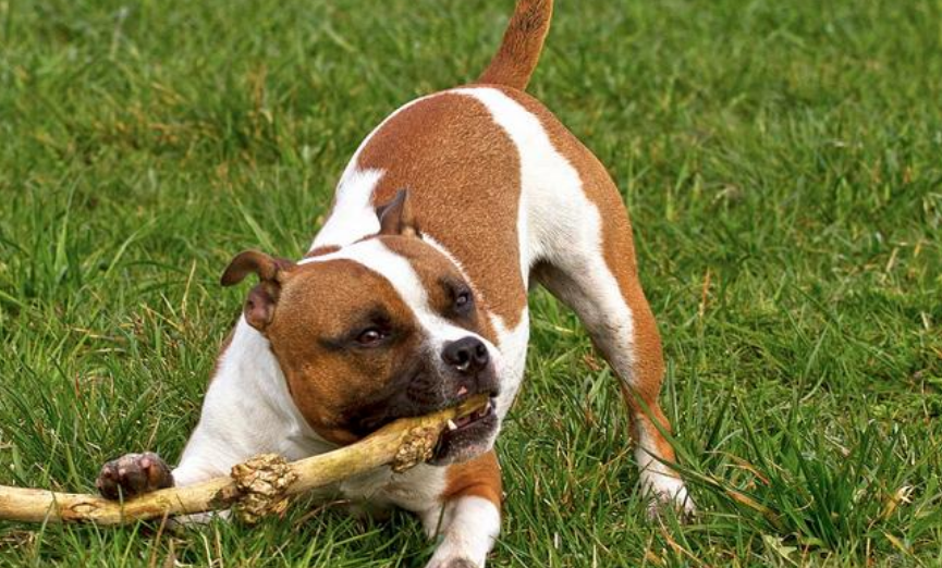 斯塔福犬能长多少斤？ 斯塔福梗多少钱一只