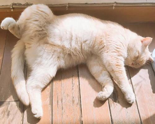 公猫绝育要多少钱？ 公猫绝育要多少钱