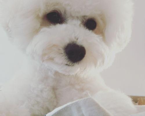 比熊幼犬为啥这么可爱？ 比熊可爱
