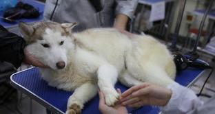 大连宠物美容培训学校哪家好？ 哪个宠物美容学校好