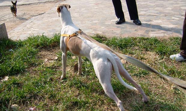 小灵狗怎么充电？ 小灵犬