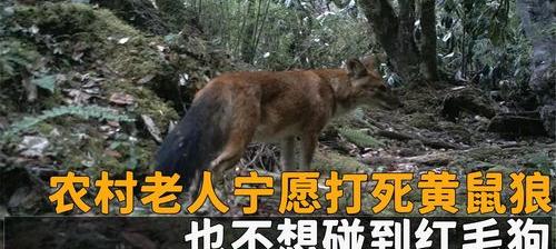 红毛斑狗与狼谁更厉害？ 正宗红毛犬