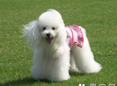 最听话的小型犬 贵宾犬较听话 玩具贵宾犬小型犬