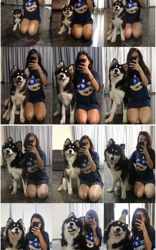 阿拉斯加小时候怎么养？ 阿拉斯加小时候怎么养