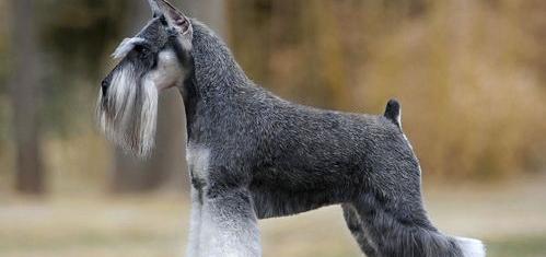 雪纳瑞幼犬的最佳喂养时期是何时呢？ 雪纳瑞多久就开始变乖
