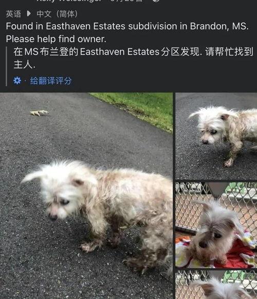 怎么养马尔济斯犬 不要去搜马尔济斯的几把