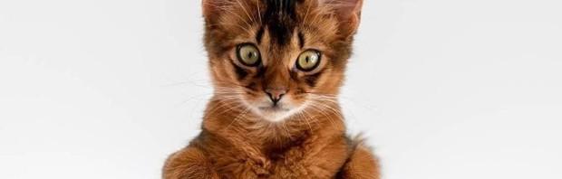 索马里猫性格特征 索马里猫在哪买多钱