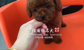 泰迪幼犬多少钱一只?我想买只母的泰迪狗狗幼犬？ 幼犬泰迪多少钱一只