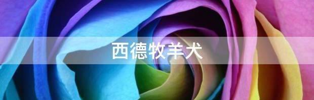 什么是德国牧羊犬(GermanShepherd)？ 正宗西德牧羊犬
