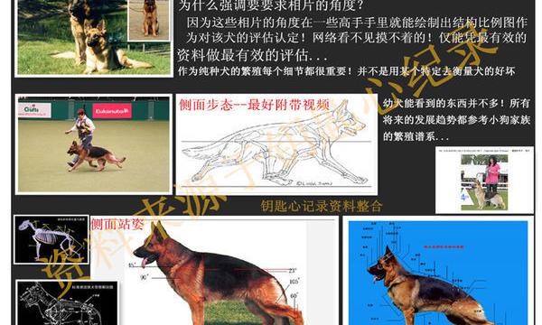 40天的德牧如何挑品相？ 德牧怎么样的品相最好