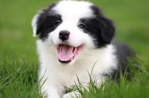 50天边牧狗狗该如何养？ 边牧犬如何喂养和训练