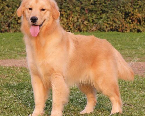 金毛猎犬和金毛寻回犬有什么区别？ 为什么叫金毛寻回犬