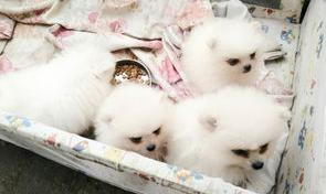 描写博美犬外貌的句子？ 小狗博美