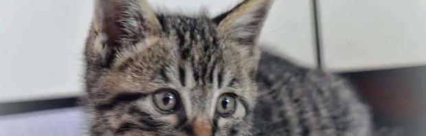 世界十大禁养名猫 薮猫为什么禁养