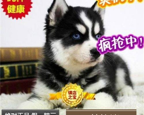 为什么哈士奇幼崽头上的毛很黑？ 纯黑色哈士奇幼犬