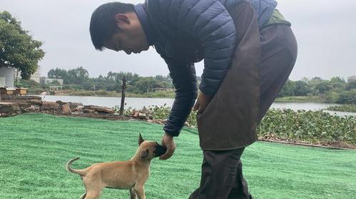 训练杜宾的十个方法？ 训练小狗100个方法