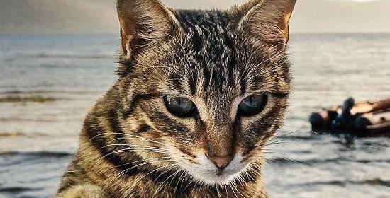 健康猫生下的折耳猫会发病吗？ 折耳猫发病症状照片