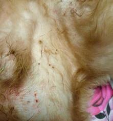 狗狗身上有螨虫的症状是怎样的？ 狗螨虫皮肤病症状