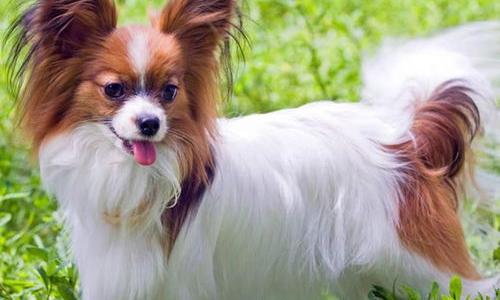 新手小白该如何为蝴蝶犬选择狗粮呢？狗粮的好坏对它的身体会有影响吗？ 蒋小浪养蝴蝶犬