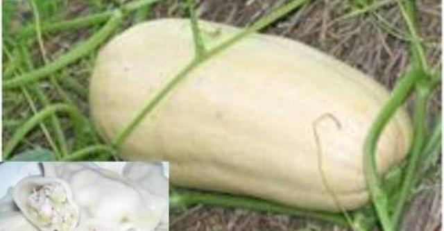南瓜做什么菜好吃？怎么做？ 南瓜做菜的做法大全