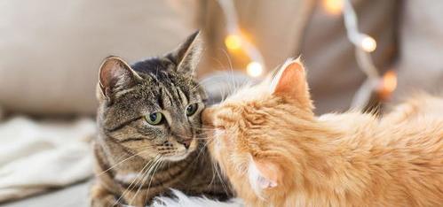 猫的寿命一般是多少年？ 猫的寿命一般是多少年