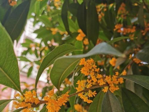 桂花可以做成哪些小吃？ 桂花可以做什么甜点