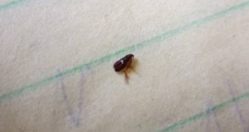 跳蚤怎么消灭？ 动物身上跳蚤怎么消灭