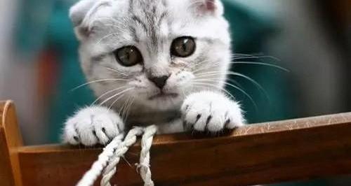 苏格兰折耳猫必须要绝育吗？ 苏格兰折耳猫的照片