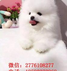 买茶杯犬出售纯种茶杯犬多少钱 包邮 纯种茶杯犬价格多少