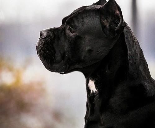 护主犬总排名是怎样的？ 最厉害的小型护卫犬排名