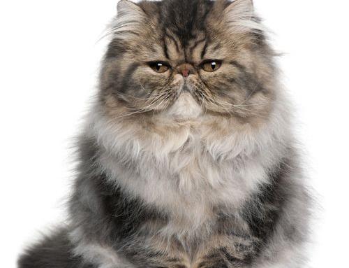 全球十大布偶猫排名？ 全球十大名猫排行