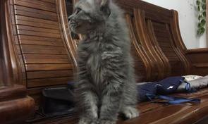 一个月小猫得猫瘟了，发现的很早，没有发烧没有拉稀和呕吐，食欲一般，会死吗？ 幼猫的猫瘟必死吗