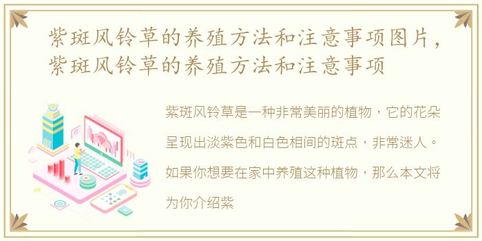 紫斑风铃草的养殖方法和注意事项图片，紫斑风铃草的养殖方法和注意事项