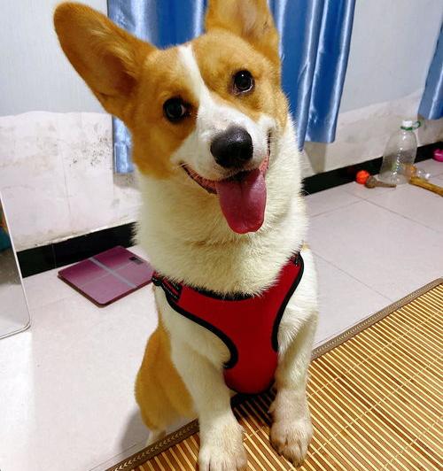 怎么领养小柯基 免费领养柯基