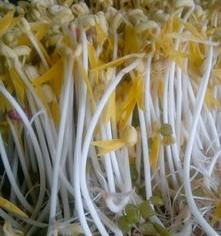 豆芽的成长过程？ 豆芽的生长过程