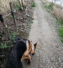 东德牧羊犬和黑狼怎么区别 白色东德牧羊犬
