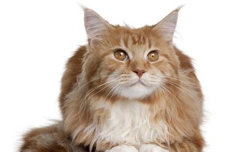 宠物猫有多少品种？ 宠物猫的所有品种
