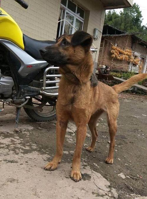 罗威纳犬打得过狼青吗个休差不多一般大请问罗威纳犬打得过狼青吗？ 狼青犬打架