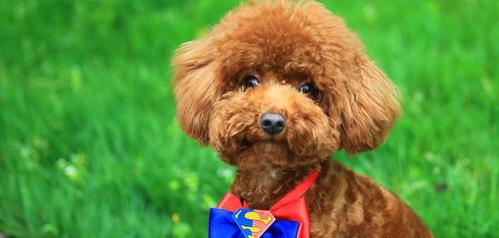小体泰迪成年后多少斤？ 成年泰迪犬多少钱一只