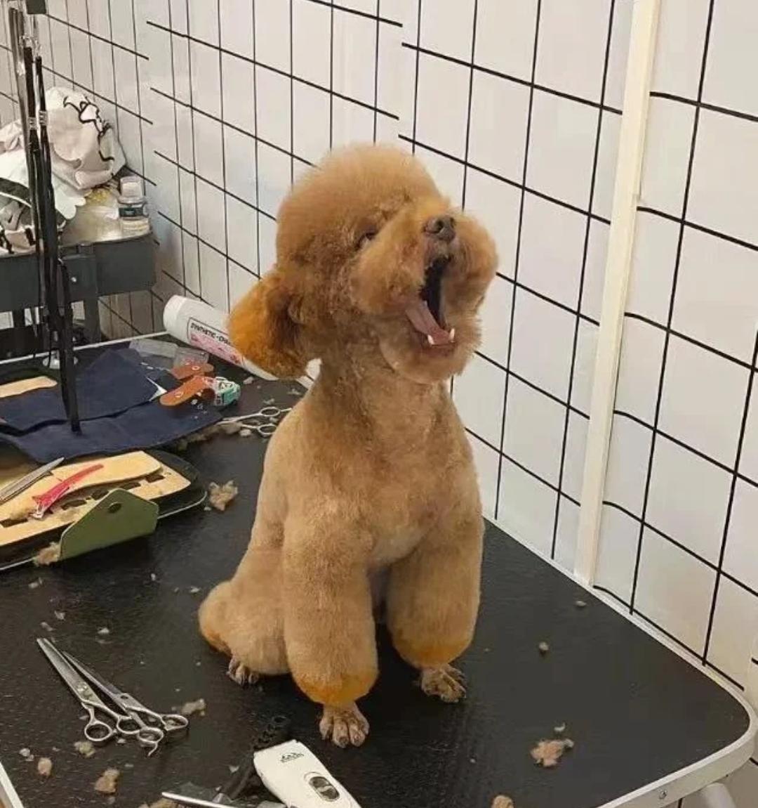 泰迪狗怎么养？ 泰迪小狗怎么养
