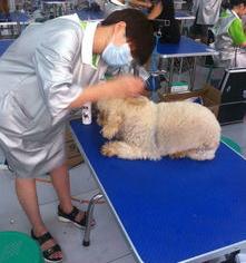 宠物医院培训学校排行？ 宠物美容师学校排行