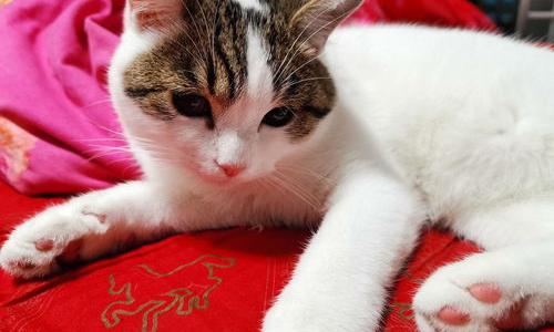 给猫咪打狂犬疫苗大概要多少钱？ 猫狂犬疫苗多少钱一针