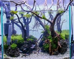新手养鱼，想给长宽高各大约30厘米的小缸种点水草造个景，有经验的人指点一下 30cm小缸造景大全