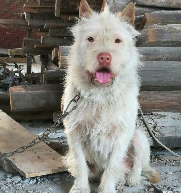 中国最好的猎犬是什么品种？ 中国猎犬