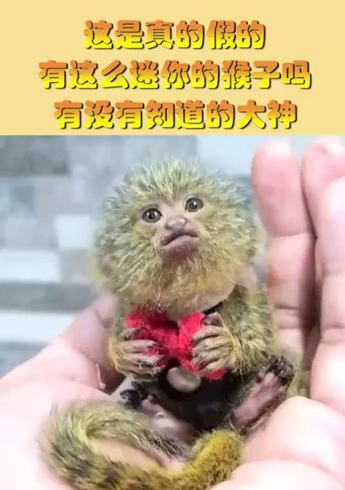 迷你猴在中国可以当宠物吗 迷你猴