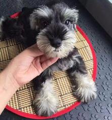 雪纳瑞犬价格？ 雪纳瑞犬 价格
