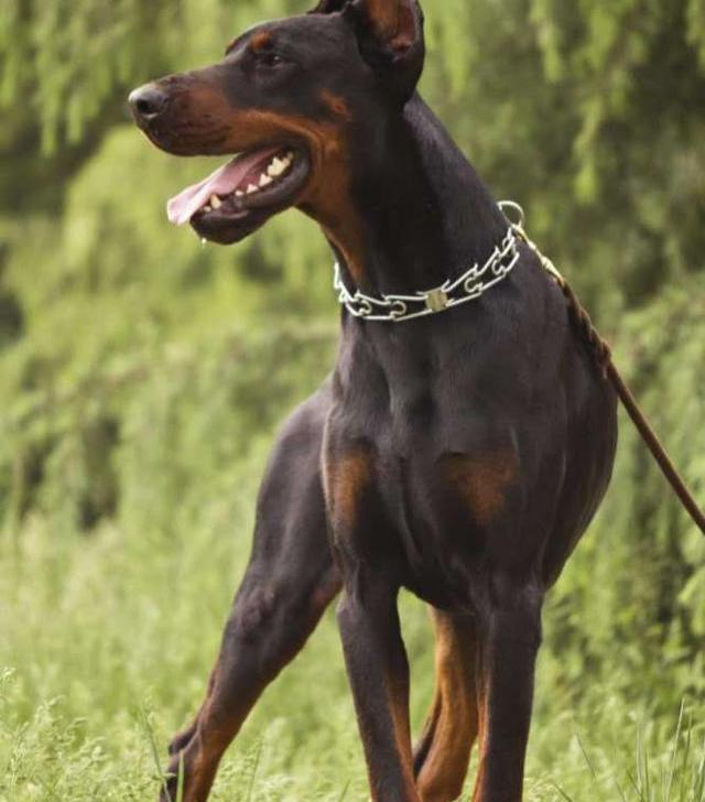 什么狗狗最适合做护卫犬？ 护卫犬