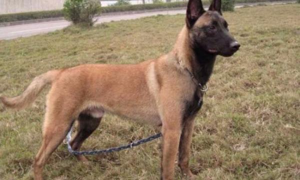 小马犬能卖多少钱一只？ 马犬售价