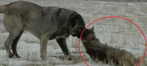 比特犬生性凶猛，哪些狗可以打得过比特犬？ 土耳其坎高犬大战比特